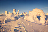 Verschneiter Wald mit stark verreiften Bäumen im letzten Sonnenlicht im Winter, Riisitunturi National Park, Kuusamo, Lappland, Finnland, Skandinavien