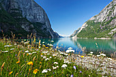 Blick in den Lysefjord mit blühenden Blumen und blauem Himmel, Rogaland, Norwegen, Skandinavien