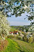 blühende Obstbäume, Sasbachwalden, Ortenau, Baden-Württemberg, Deutschland