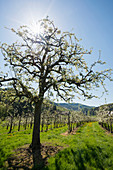 blühende Obstbäume, Oberkirch, Ortenau, Schwarzwald, Baden-Württemberg, Deutschland