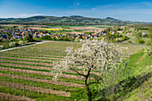 blooming fruit trees, Merdingen, near Freiburg im Breisgau, Black Forest, Baden-Wuerttemberg, Germany