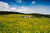 flower meadow, near Titisee-Neustadt, Black Forest, Baden-Wuerttemberg, Germany