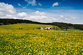 blühende Wiesen im Frühling, bei Titisee-Neustadt, Schwarzwald, Baden-Württemberg, Deutschland