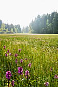 flower meadow with orchids, near Hinterzarten, Black Forest, Baden-Wuerttemberg, Germany