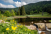 near Menzenschwand, St Blasien, Black Forest, Baden-Wuerttemberg, Germany