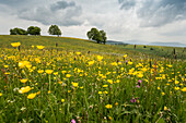 flower meadow, Schauinsland, near Freiburg, Black Forest, Baden-Wuerttemberg, Germany