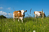 flower meadow with cows, Wittenschwand, Dachsberg, Hotzenwald, Black Forest, Baden-Wuerttemberg, Germany