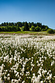 Blumenwiese, Wittenschwand, Dachsberg, Hotzenwald, Schwarzwald, Baden-Württemberg, Deutschland
