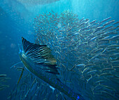 Atlantic Sailfish (Istiophorus albicans) hunting Round Sardinella (Sardinella aurita) school, Isla Mujeres, Mexico