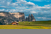 Alpe di SiusiSeiser Alm, Dolomites, South Tyrol, Italy. Meadow full of flowers on the Alpe di SiusiSeiser Alm. In the background the peaks of SciliarSchlern