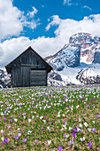 Prato PiazzaPlaetzwiese, Dolomites, South Tyrol, Italy. Crocus in the spring bloom on the Prato Piazza. In the background the Croda Rossa