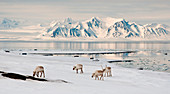 Three reindeers in Colesbay with a fjord and mountains in the back, Spitzbergen, Svalbard, Norway