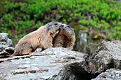 Marmots (Marmota marmota) playing together on a rock in Valmalenco, Sondrio, Italy