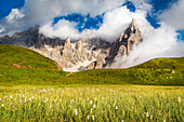 Pale di San Martino, Trentino Alto Adige, Italy. A wide view with floswers on the foreground and the trees on the background.