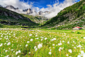 Cotton Grass is in bloom in the Porcellizzo Plan, Val Masino Alps, Italy