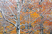 Sila National Park, Sila, Crotone, Calabria, Italy. Autumnal abstract