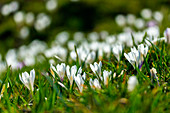 Crocus flowers in spring.