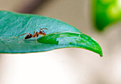 A detail of the life of the world in miniature: an ant drinks the dew on a leaf