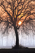 Plain Piedmont, Piedmont, Turin, Italy. Sunrise trees in the mist