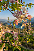 Italy, Trentino, Non Valley, apple flowering at St. Giustina Lake .