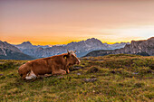 Some cows resting at Pass Giau, Veneto, Dolomites.