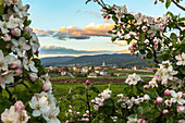 Italy, Trentino Alto Adige, Non valley, Romeno, tipical Alpine village, at sunset in a setting of apple flowers.