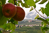 Italy, Trentino Alto Adige, gala apples from Non valley and background see Valer Castel.