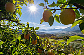 Italy, Trentino Alto Adige, golden apples from Non valley and background see Brenta group.
