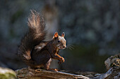 Adamello Natural Park, Lombardy, Ital.Squirrel