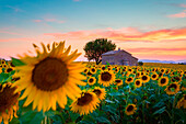 Valensole Plateau, Provence, France. Field full of sunflowers at sunset, lonely farmhouse