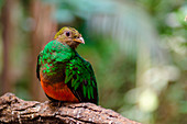 Quetzal (Ticino's Park, Oasi of Sant'Alessio, Province of Pavia, Lombardy, Italy)