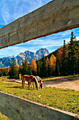 Horses in the mountains above Cortina D'Ampezo, trentino alto adige, italy