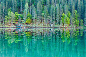 Tovel lake, Adamello-Brenta natural park, Trentino Alto-Adige. Fins details