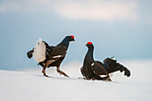black grouse in fight on the snow, Trentino Alto-Adige, Italy