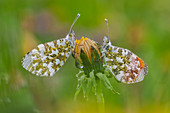 Butterfly, Trentino Alto-Adige, Italy