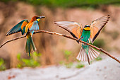 Bee-eater, Trentino Alto-Adige, Italy