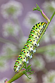 Caterpillar of swallowtail (Papilio machaon) on Umbellifers