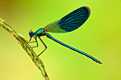 Calopteryx splendens male on ear