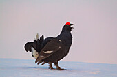 The black grouse or blackgame (Tetrao tetrix) here taken in the spring during the mating season.