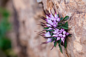Close up of a Physoplexis comosa, tufted horned rampion, Italian Alps, Dolomites
