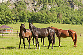 Sedico, Belluno, Veneto, Italy. Forestry center of Case Salet. Maremmani horses grazing.