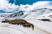 SenalesSchnals, South Tyrol, Italy. Short break for the shepherd and the sheep in Giogo Basso (3016m).
