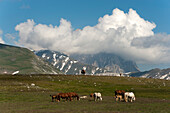 Horses graze in the alpine meadows of the Campo Imperatore, with the Corno Grande in the background