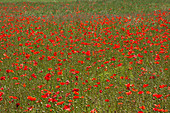 Poppie fields near Raiano