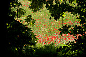 Poppie fields near Raiano