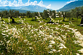 Alter Olivenhain nahe dem Dorf Tocco da Casauria