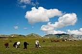 Horses graze in the alpine meadows of the Campo Imperatore