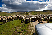 Sheep drive in the mountains of the Hawkdun Range, Otago, South Island, New Zealand
