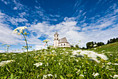 Eine Almwiese mit Schafgarbe vor der St. Wolfgang Kirche, Radein, Südtirol, Alto Adige, Italien