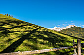 Eine Almwiese mit Baumschatten und Blick auf den Berg Weißhorn an der Blätterbachschlucht, Radein, Südtirol, Alto Adige, Italien